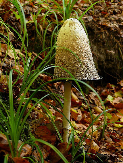 hnojník obyčajný Coprinus comatus (O.F. Müll.) Pers.