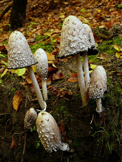 hnojník obyčajný Coprinus comatus (O.F. Müll.) Pers.