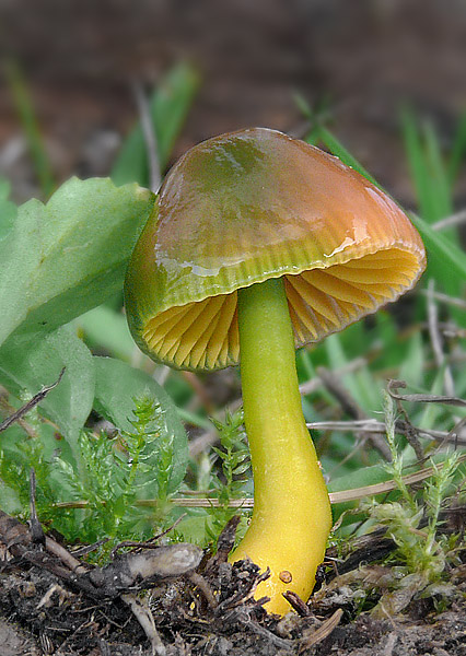 lúčnica žltozelená Gliophorus psittacinus (Schaeff.) Herink