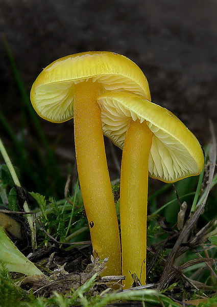 lúčnica citrónovožltá Hygrocybe chlorophana (Fr.) Wünsche