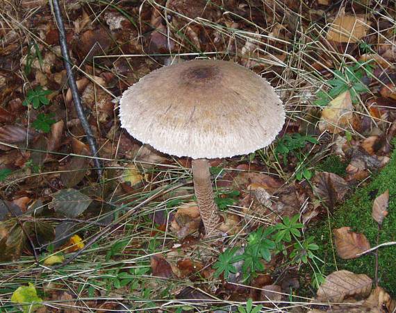 bedľa vysoká Macrolepiota procera (Scop.) Singer