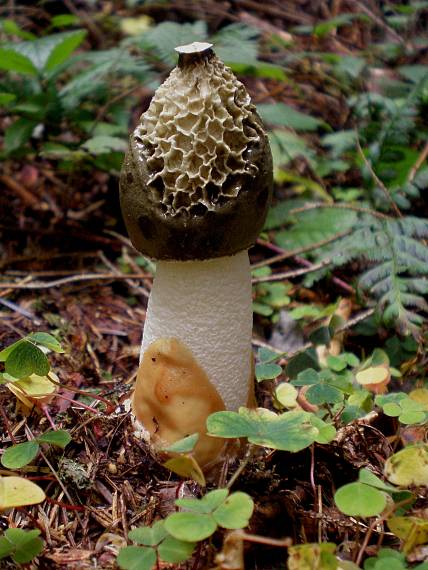 hadovka smradľavá Phallus impudicus L.