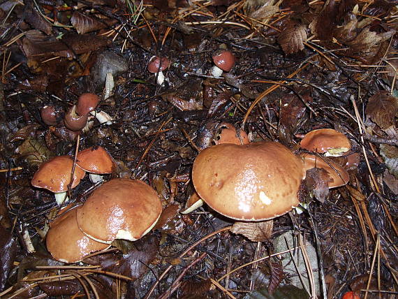 masliak zrnitý Suillus granulatus (L.) Roussel