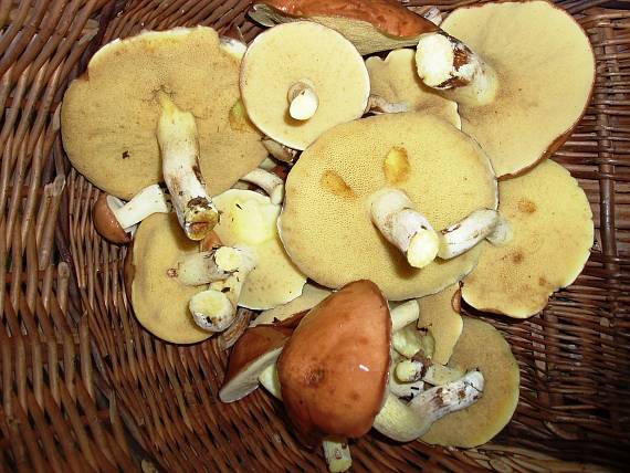 masliak zrnitý Suillus granulatus (L.) Roussel