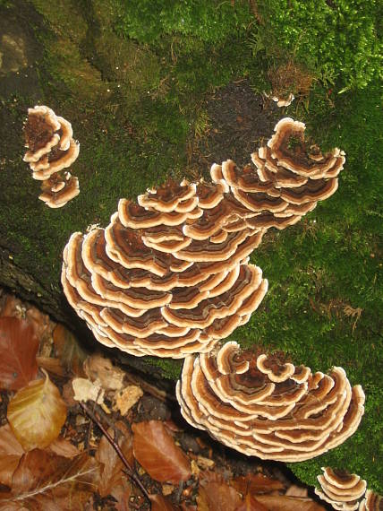 trúdnikovec pestrý Trametes versicolor (L.) Lloyd