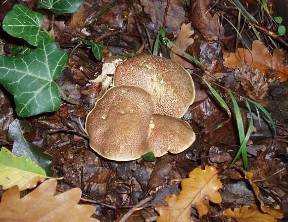 suchotríb Xerocomus sp.