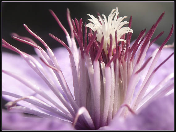 plamienok (clematis "nelly moser")