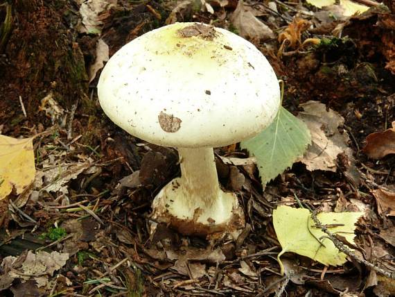 muchomůrka citrónová - Muchotrávka citrónovožltá Amanita citrina var. citrina  (Schaeff.) Pers. 1797