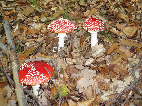 muchotrávka červená Amanita muscaria (L.) Lam.