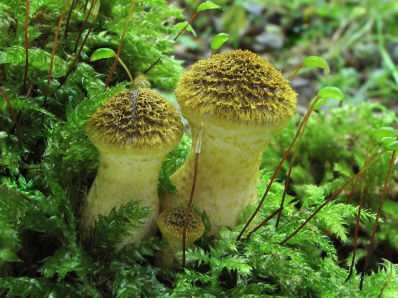 podpňovka žltá Armillaria gallica Marxm. & Romagn.