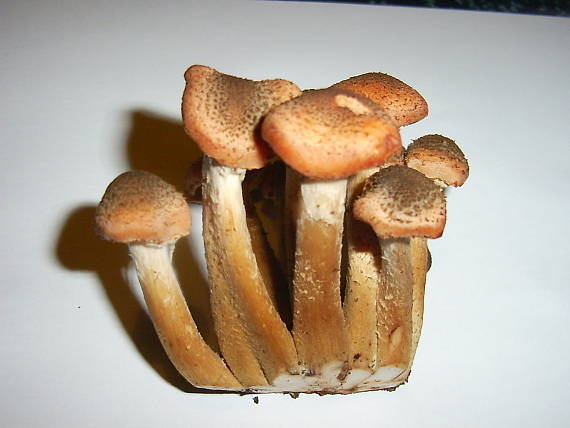 podpňovka tmavá Armillaria ostoyae (Romagn.) Herink