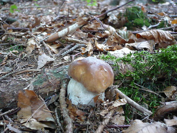 hríb smrekový Boletus edulis Bull.