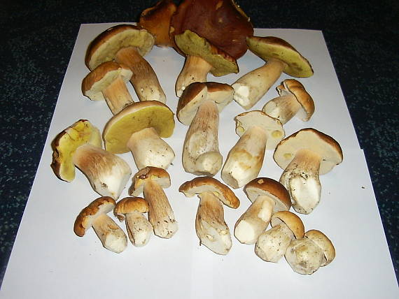 hríb smrekový Boletus edulis Bull.