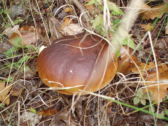 hríb smrekový Boletus edulis Bull.