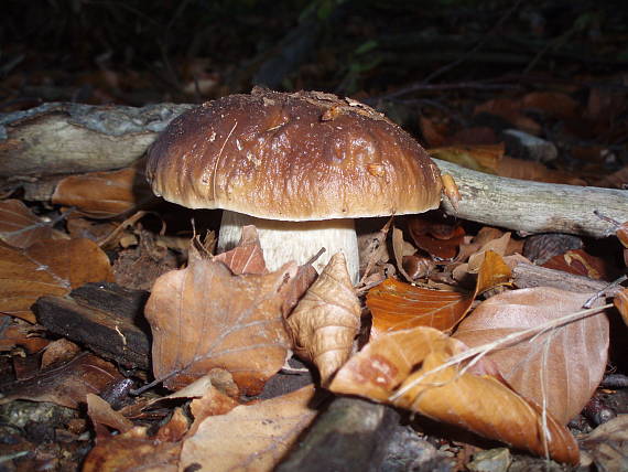 hríb smrekový Boletus edulis Bull.