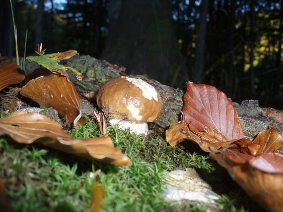 hríb smrekový Boletus edulis Bull.