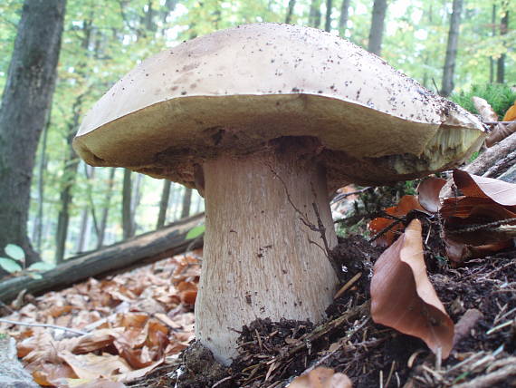 hríb smrekový Boletus edulis Bull.