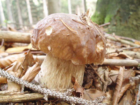 hríb smrekový Boletus edulis Bull.