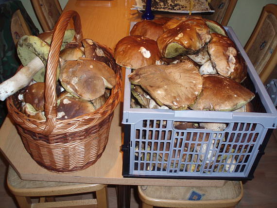 hríb smrekový Boletus edulis Bull.