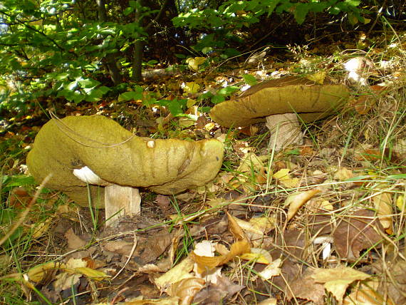 hřib dubový , Hríb dubový Boletus reticulatus Schaeff.