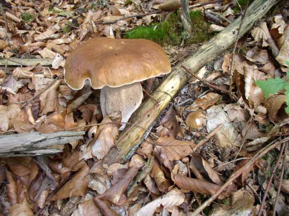 hríb dubový Boletus reticulatus Schaeff.