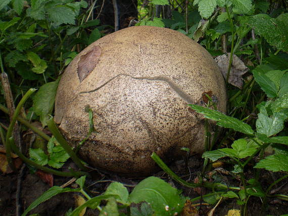 vatovec obrovský Calvatia gigantea (Batsch) Lloyd