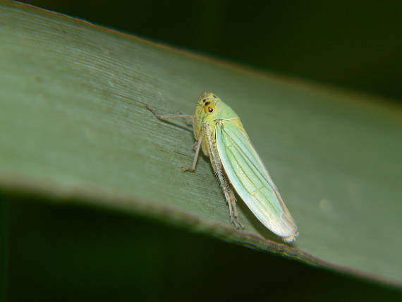 cikádka zelená Cicadella viridis
