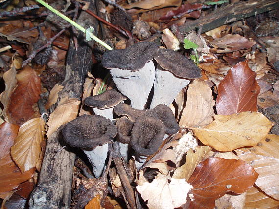 lievik trúbkovitý Craterellus cornucopioides (L.) Pers.