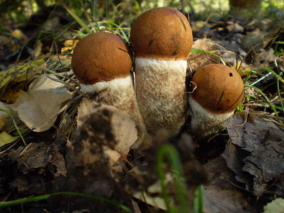 křemenáč osikový , Kozák osikový Leccinum rufum