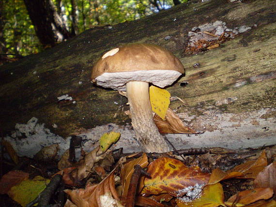 kozák březový , Kozák brezový Leccinum scabrum (Bull.) Gray