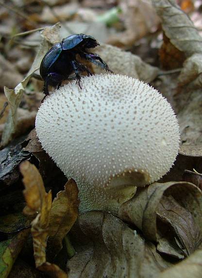 prášnica bradavičnatá Lycoperdon perlatum Pers.