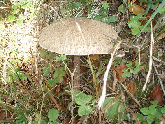 bedľa vysoká Macrolepiota procera (Scop.) Singer