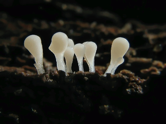 slizovka Myxomycetes