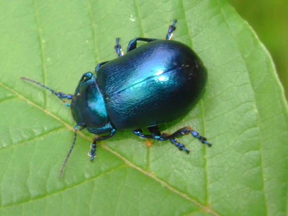 liskavka Oreina sp., Allorina ssp.