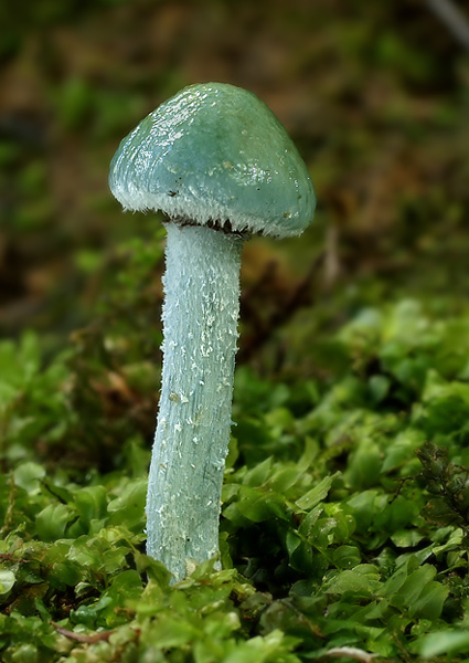 golierovka zelenomodrá Stropharia caerulea Kreisel