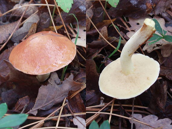 masliak zrnitý Suillus granulatus (L.) Roussel