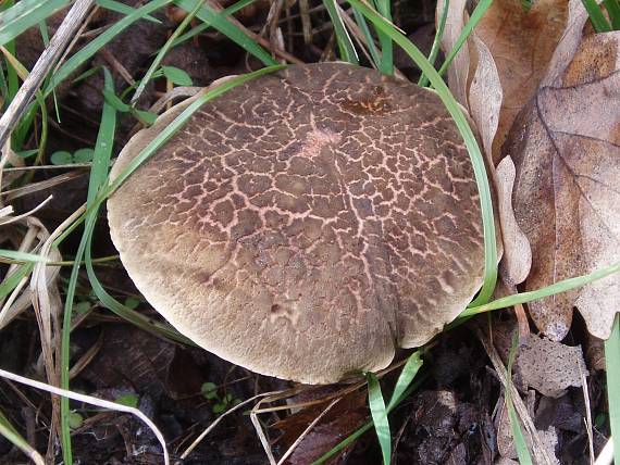 suchohríb Xerocomus sp.