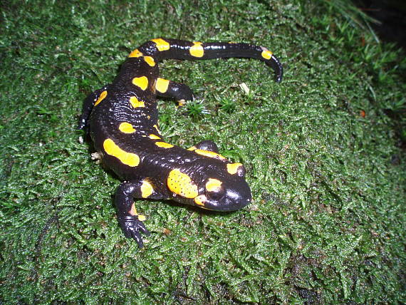 salamandra škvrnitá