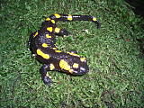 salamandra škvrnitá