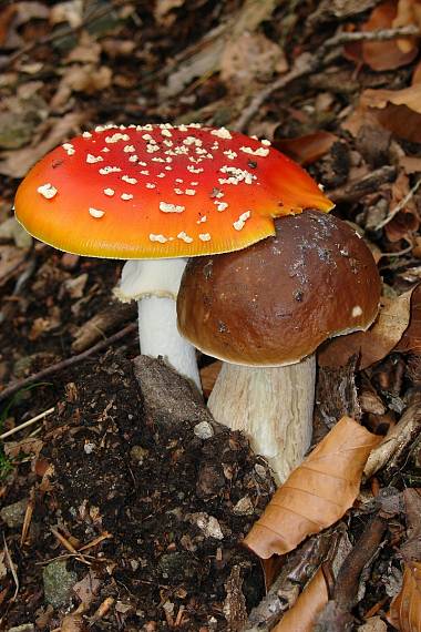 muchotrávka červená Amanita muscaria (L.) Lam.