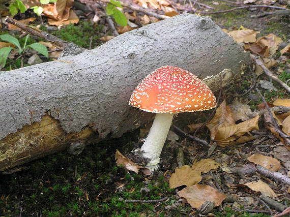 muchotrávka červená Amanita muscaria (L.) Lam.