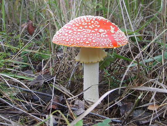 muchotrávka červená Amanita muscaria (L.) Lam.