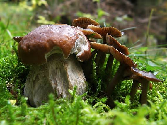 hrib smrekovy Boletus edulis Bull.