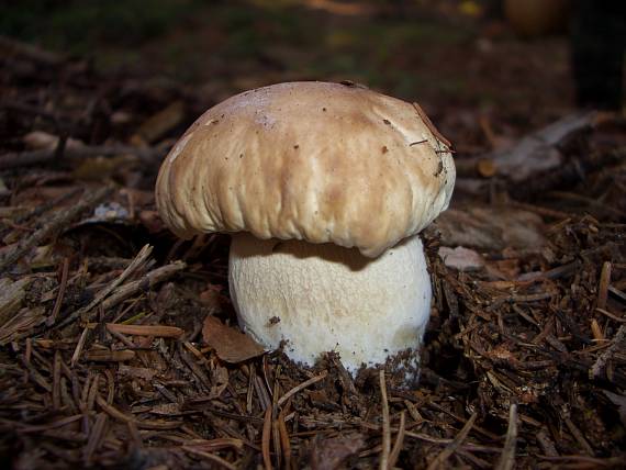 hríb smrekový Boletus edulis Bull.