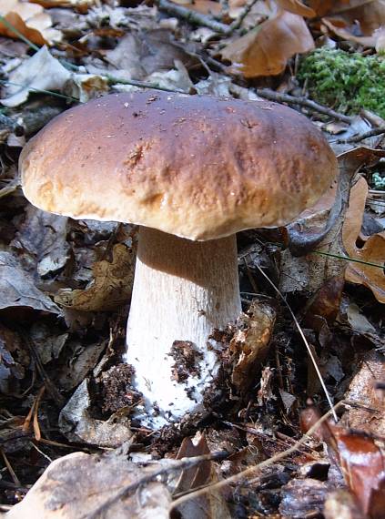 hríb smrekový Boletus edulis Bull.