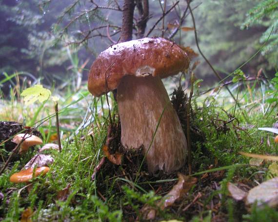 hríb smrekový Boletus edulis Bull.