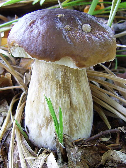 hríb smrekový Boletus edulis Bull.