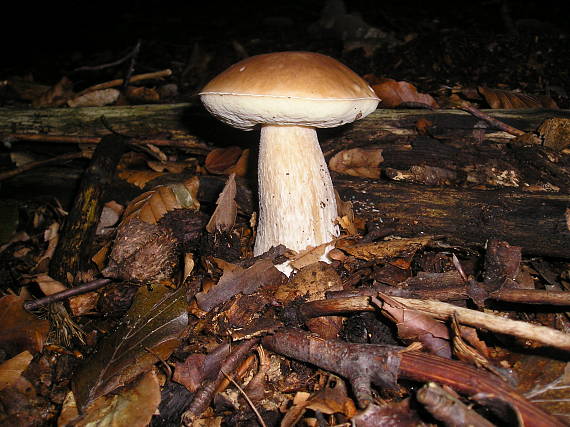 hríb dubový Boletus reticulatus Schaeff.