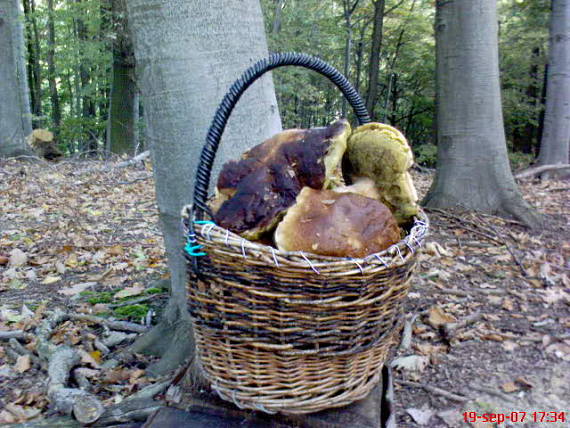 hríb dubový Boletus reticulatus Schaeff.