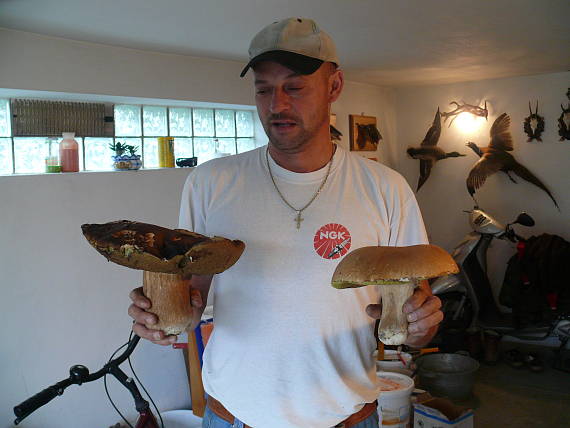 hríb dubový Boletus reticulatus Schaeff.